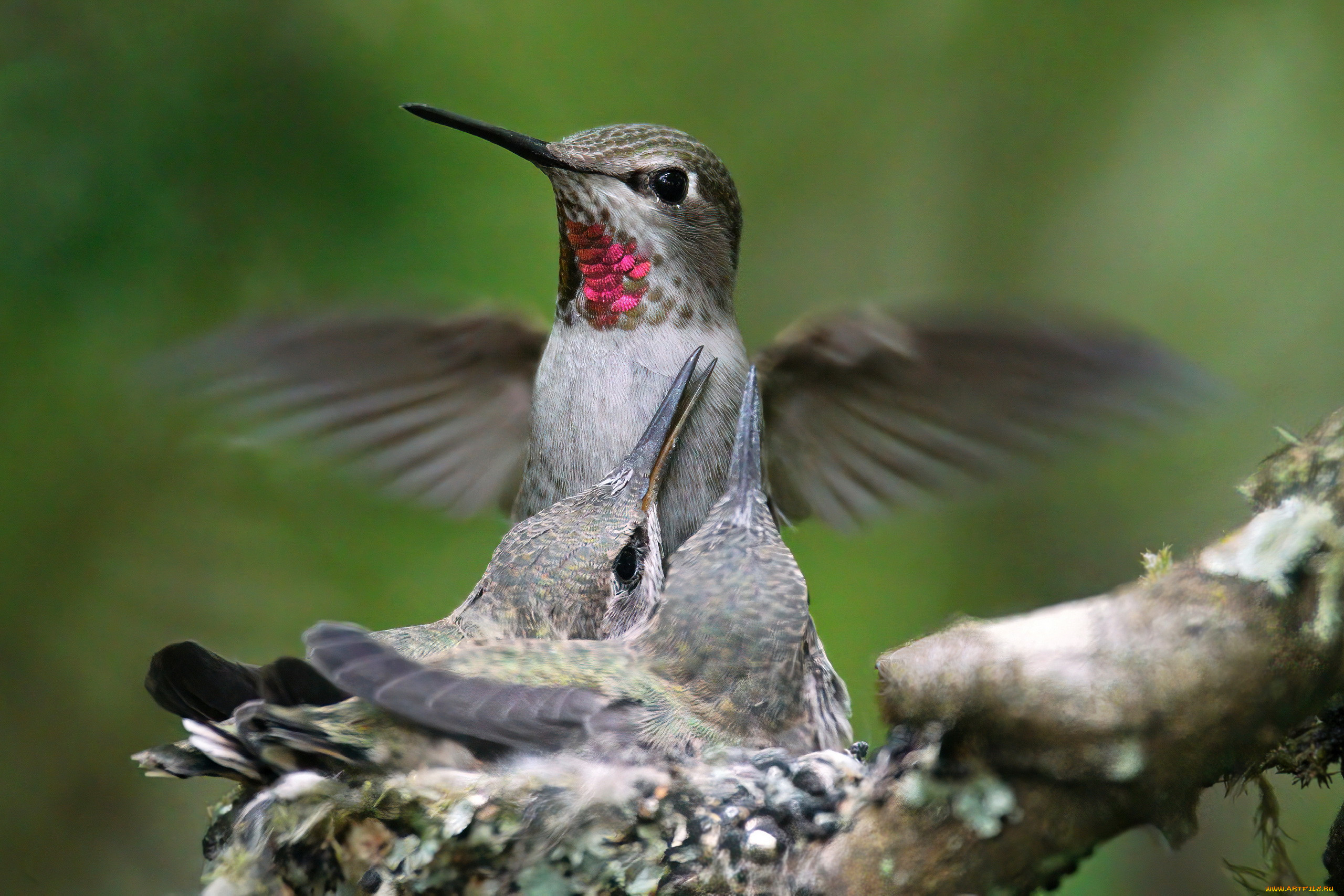 hummingbird, , 